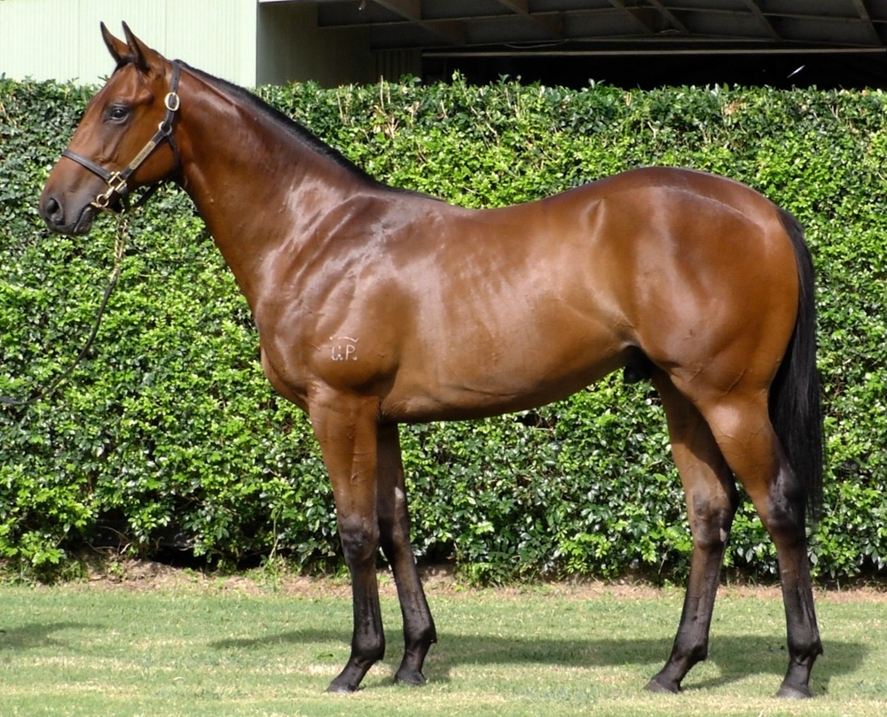 Stay Inside (AUS) / Plutocrat (AUS) 2024 Colt - Image 1