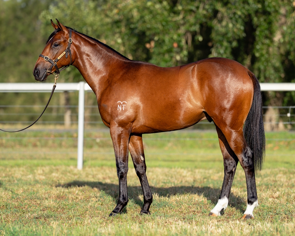 All Too Hard (AUS) / Adelie (AUS) 2024 Colt - Image 1