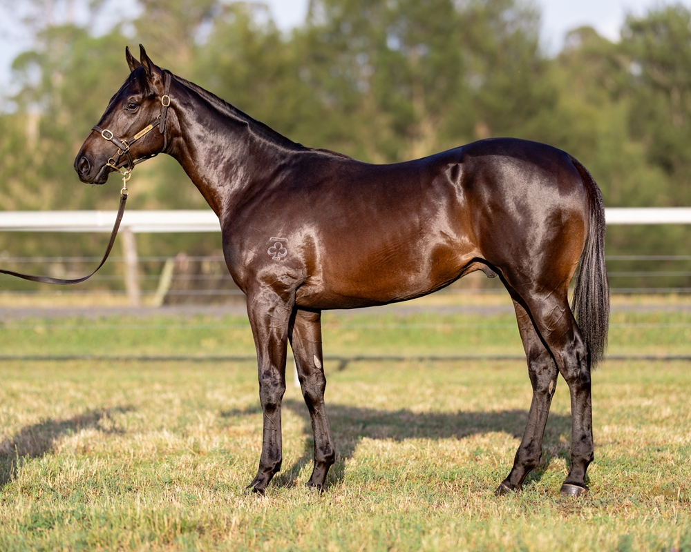 Pride of Dubai (AUS) / Calchris (AUS) 2024 Colt - Image 1