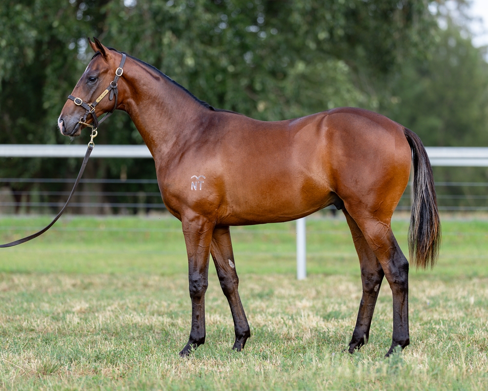 Farnan (AUS) / Maid of Ore (AUS) 2024 Colt - Image 1