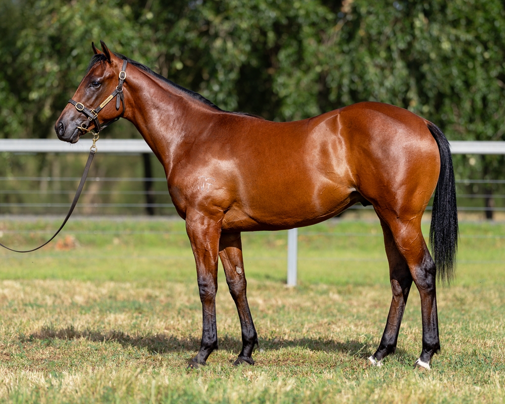 Jacquinot (AUS) / Ruby Tuesday (AUS) 2024 Colt - Image 1