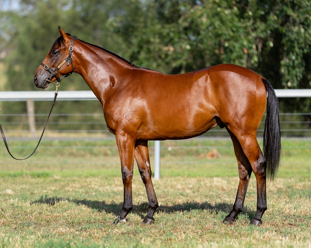 Jacquinot (AUS) / Smirk (NZ) 2024 Colt - Image 1