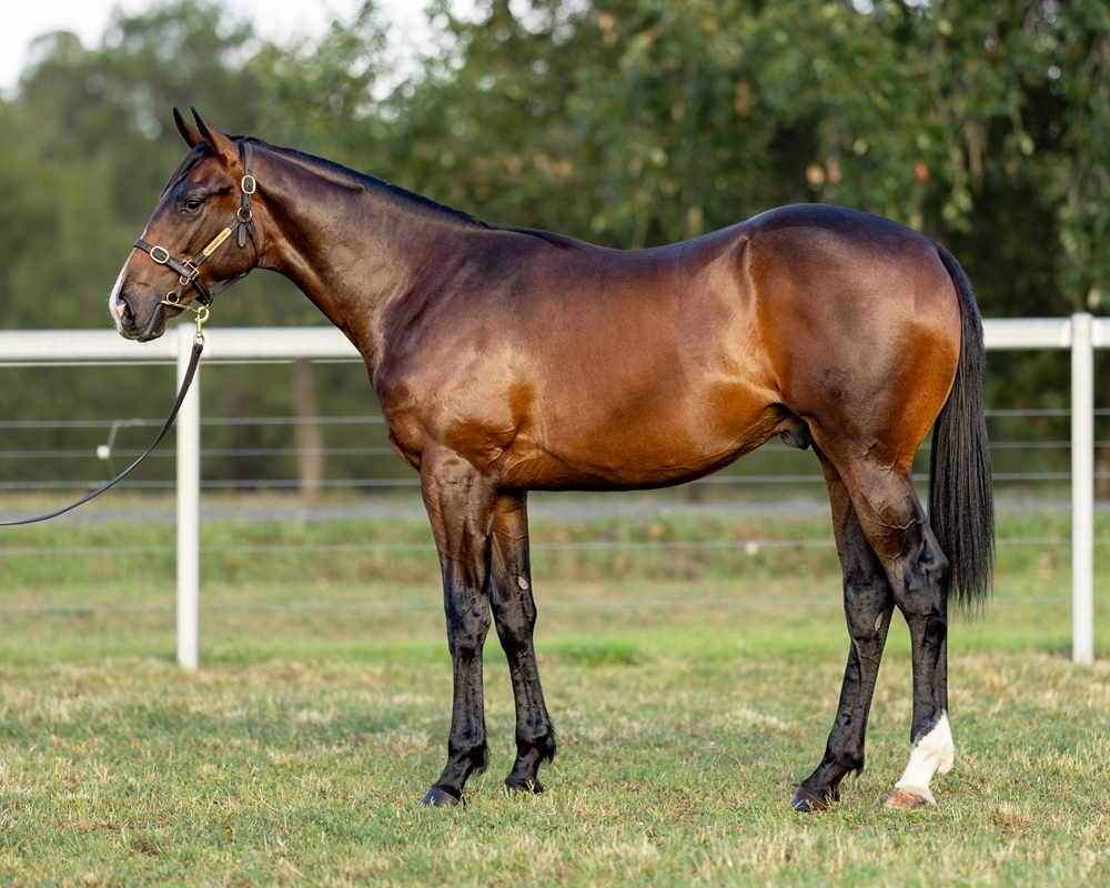 Spirit of Boom (AUS) / La Fluorescent (NZ) 2024 Colt - Image 1