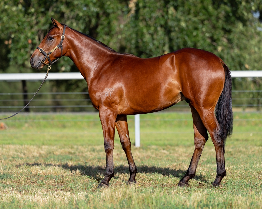 Victor Ludorum (GB) / My Thousand (AUS) 2024 Colt - Image 1