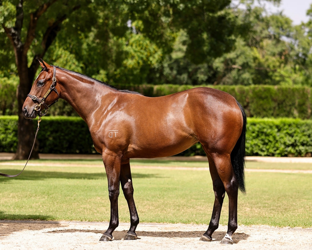 Hellbent (AUS) / Aesop's Fable (AUS) 2024 Filly - Image 1