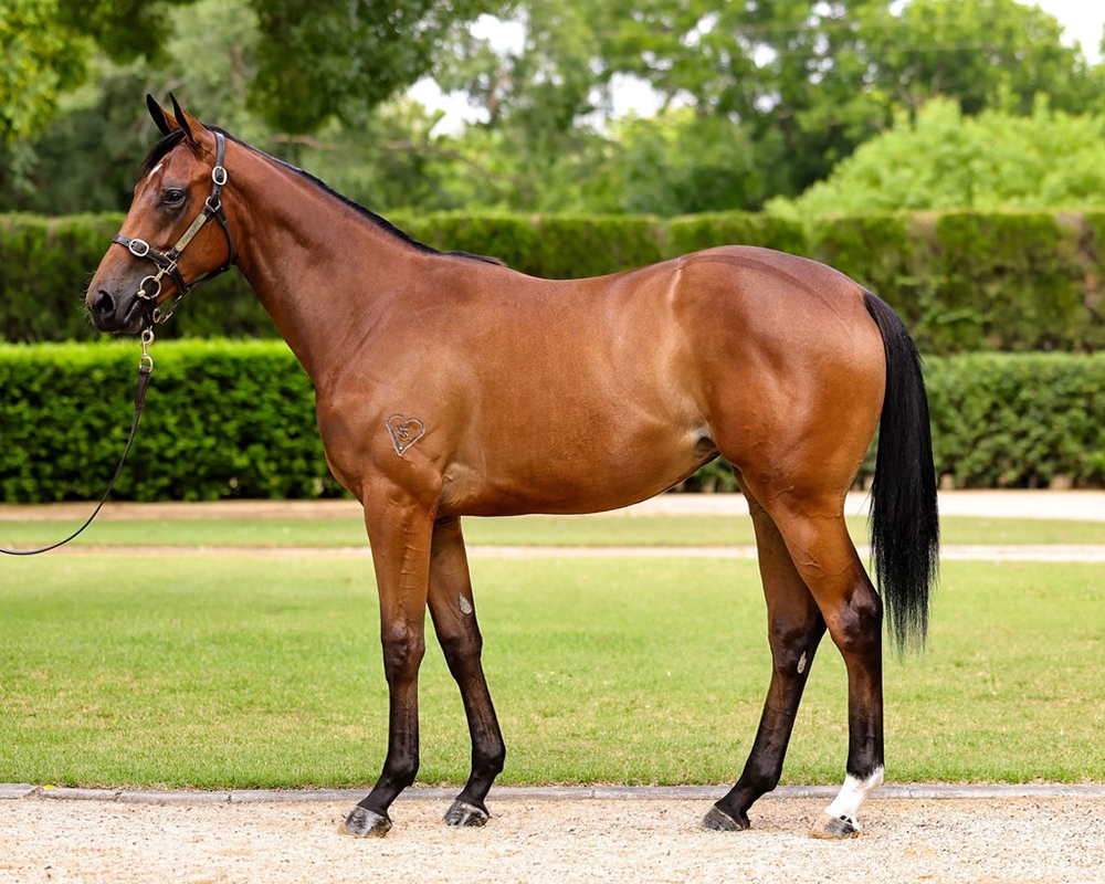 Home Affairs (AUS) / Axiomatic (AUS) 2024 Filly - Image 1