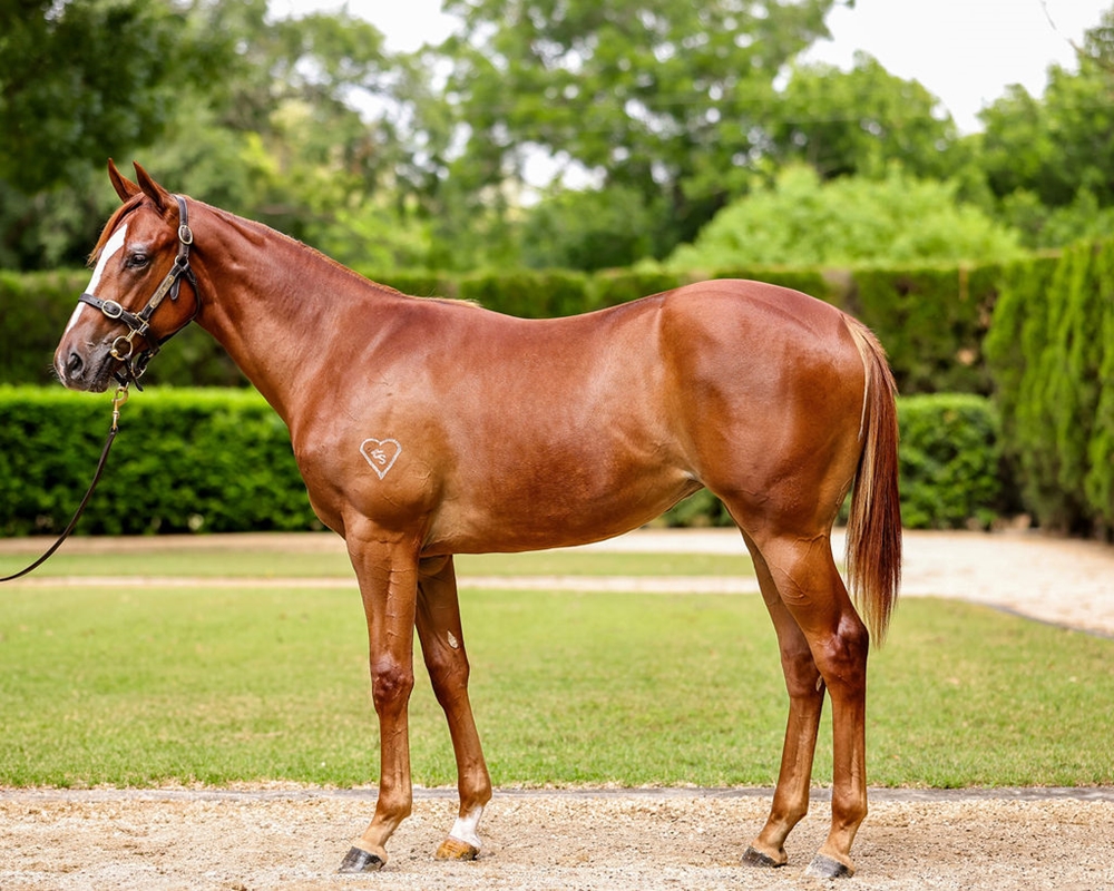 Toronado (IRE) / Diddums (AUS) 2024 Filly - Image 1
