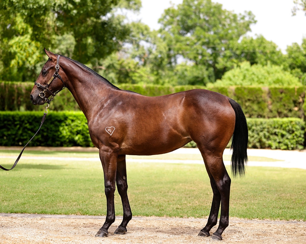 Harry Angel (IRE) / Progressive (AUS) 2024 Filly - Image 1