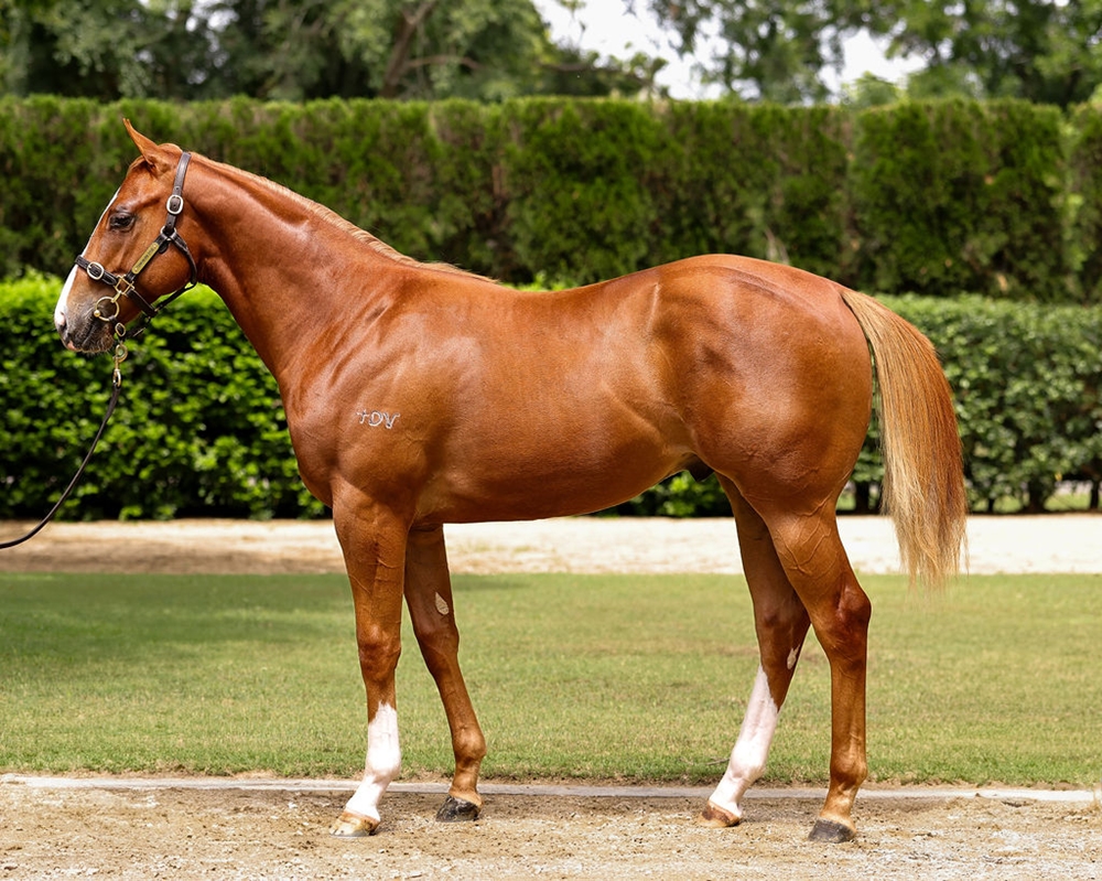 Home Affairs (AUS) / Snappy Reply (AUS) 2024 Colt - Image 1