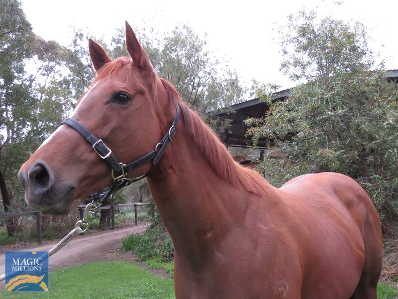 TT Head.jpg - Image 3