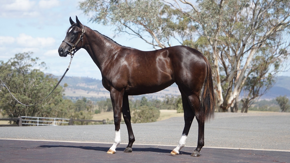 So You Think (NZ) / Amelia's Dream (AUS) 2024 Filly - Image 1