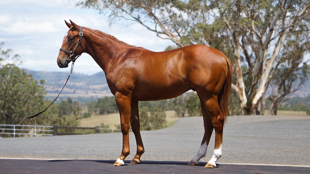 All Too Hard (AUS) / Cobblestones (AUS) 2024 Colt - Image 1