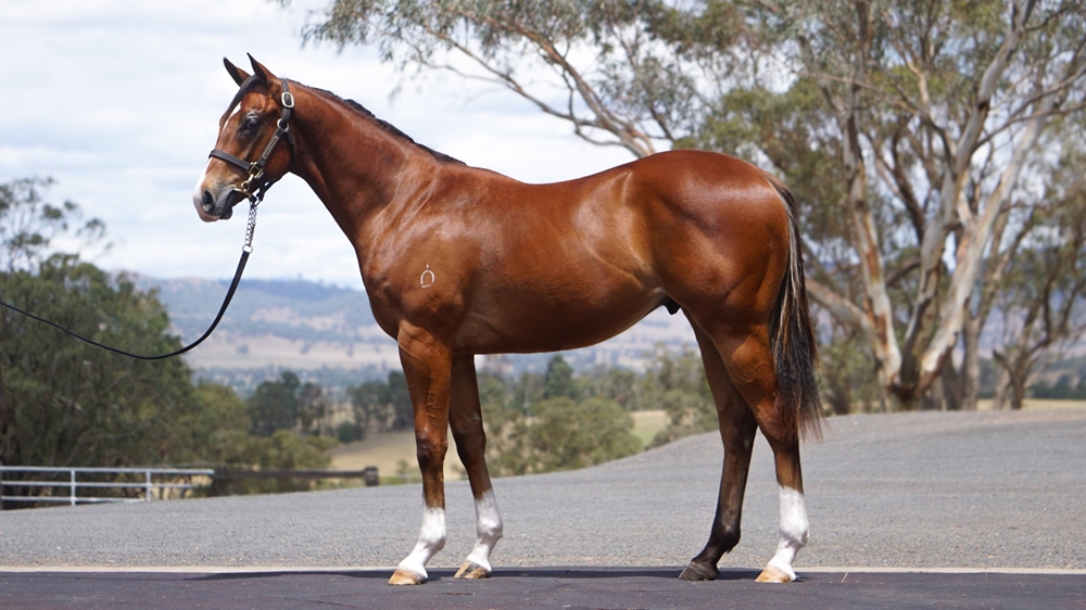 Star Turn (AUS) / Joan Constance (AUS) 2024 Colt - Image 1