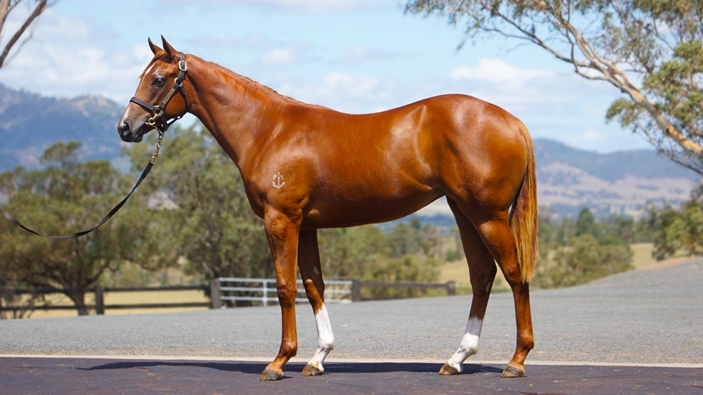 Harry Angel (IRE) / Queen's Crown (AUS) 2024 Filly - Image 1