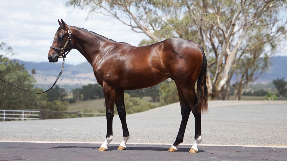 Spirit of Boom (AUS) / Risk Aversion (AUS) 2024 Colt - Image 1