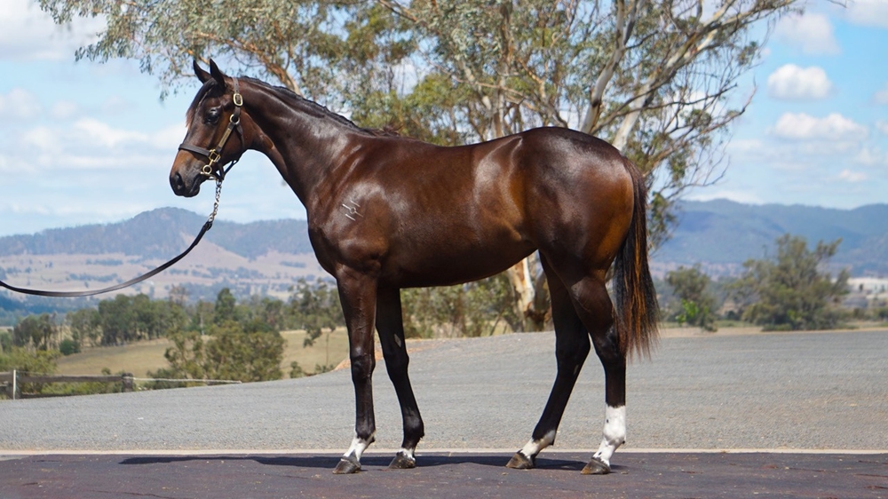 Ghaiyyath (IRE) / Stage Performer (AUS) 2024 Filly - Image 1