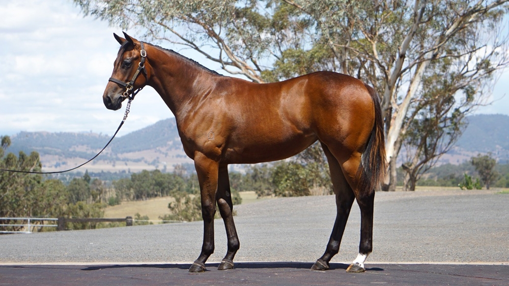 Acrobat (AUS) / Star Player (AUS) 2024 Filly - Image 1