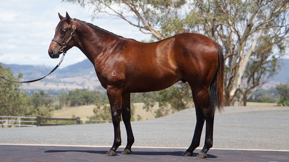 Farnan (AUS) / Summer Success (NZ) 2024 Colt - Image 1
