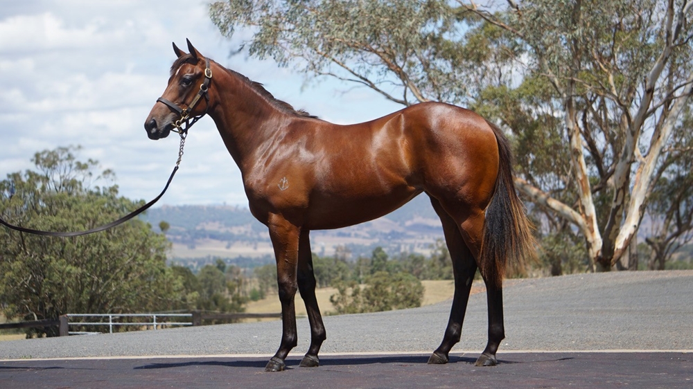 Too Darn Hot (GB) / Winds of Grace (AUS) 2024 Filly - Image 1