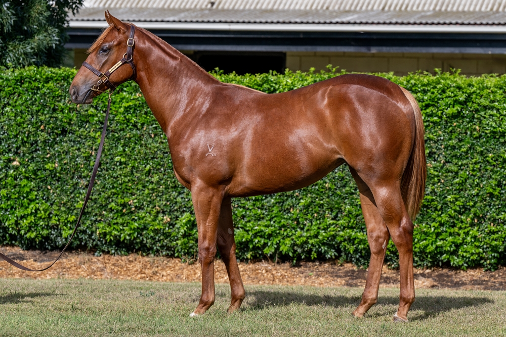 Farnan (AUS) / Afiado (AUS) 2024 Filly - Image 1
