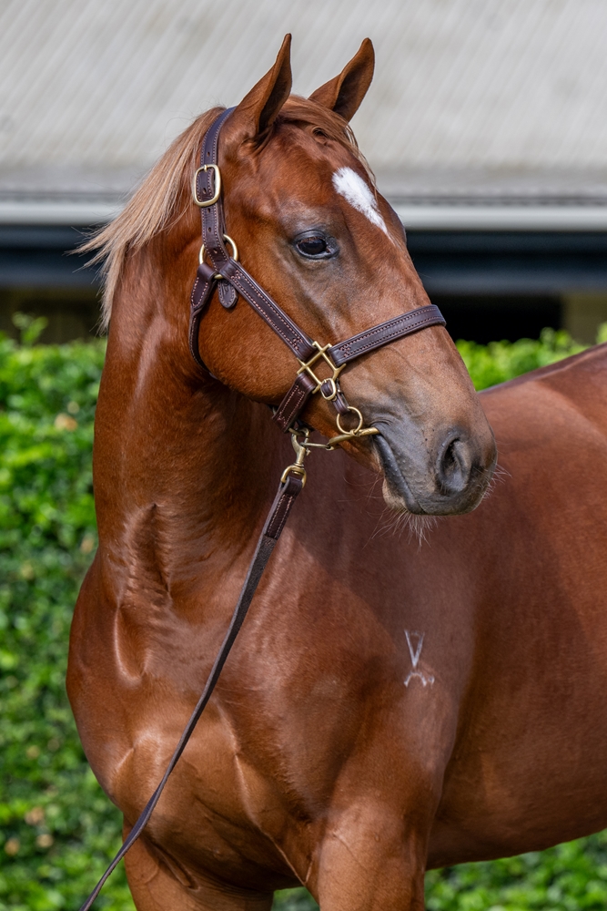Farnan (AUS) / Afiado (AUS) 2024 Filly - Image 2