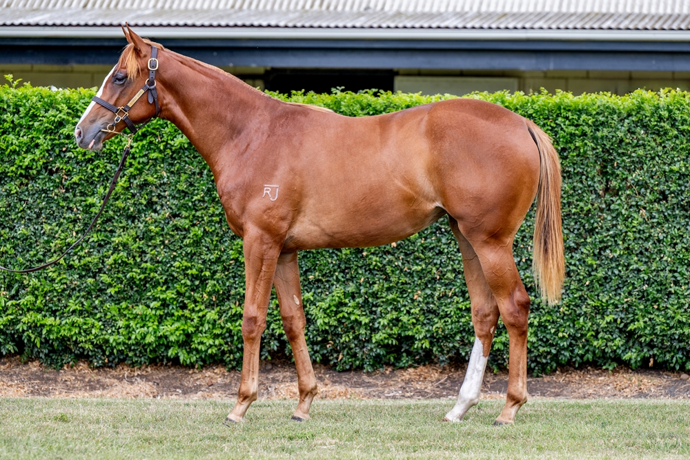 The Autumn Sun (AUS) / Cariad (AUS) 2024 Filly - Image 1