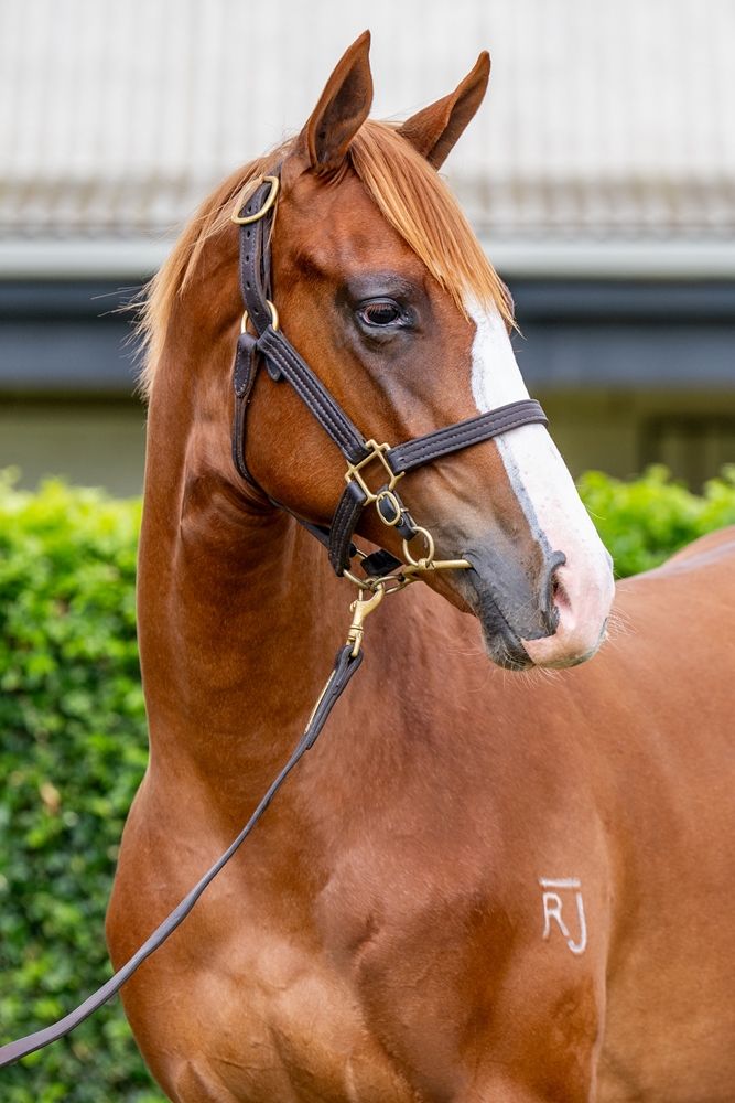 The Autumn Sun (AUS) / Cariad (AUS) 2024 Filly - Image 2