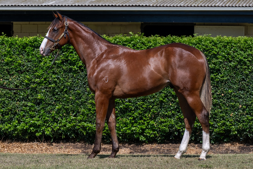 The Autumn Sun (AUS) / Chroma (AUS) 2024 Colt - Image 1