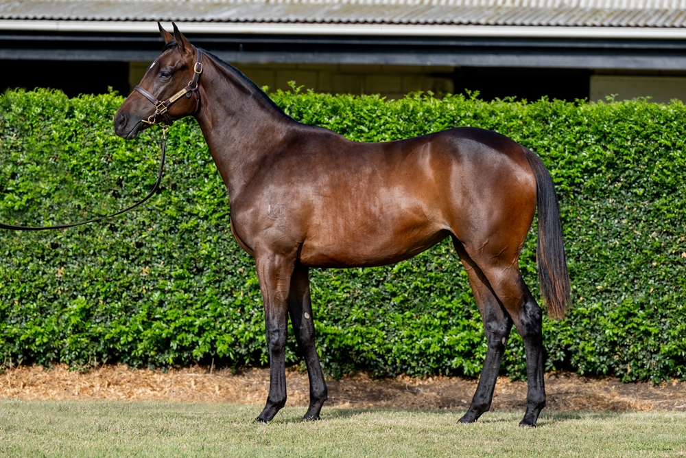 So You Think (NZ) / Forever Crazy (AUS) 2024 Filly - Image 1