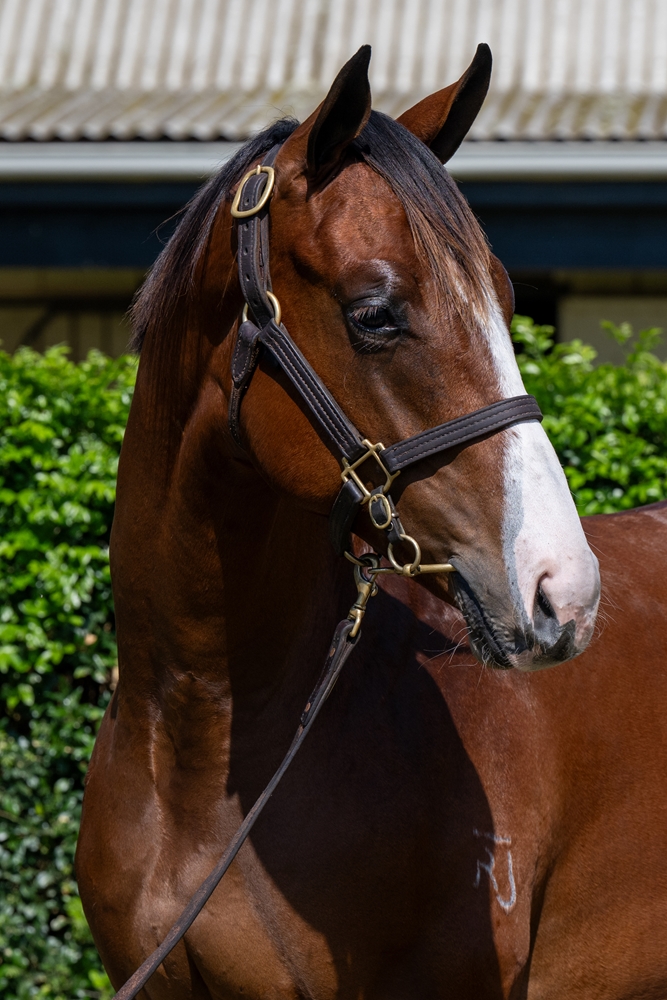 The Autumn Sun (AUS) / Chroma (AUS) 2024 Colt - Image 2