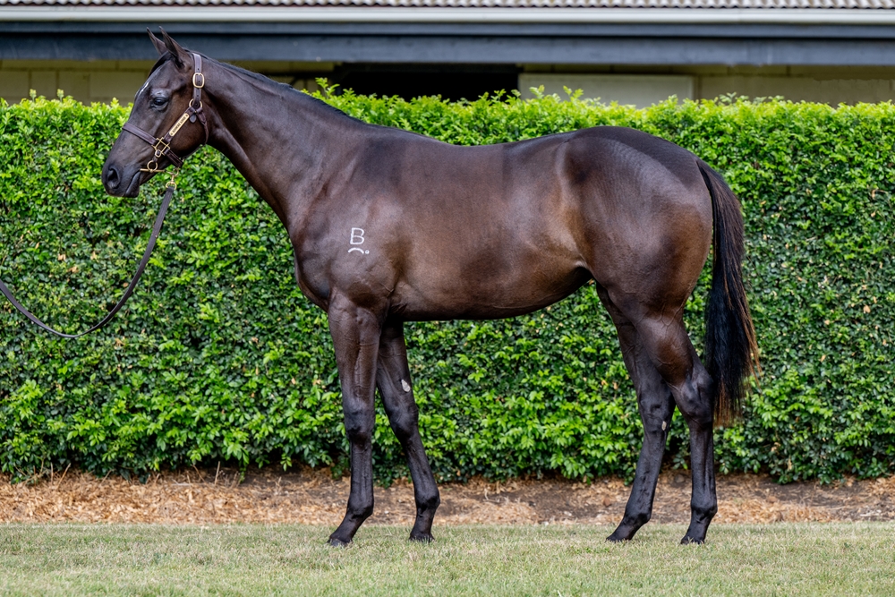 Better Than Ready (AUS) / Kennocha (AUS) 2024 Filly - Image 1