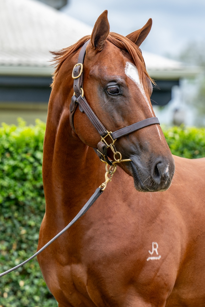 Russian Revolution (AUS) / In Good Health (AUS) 2024 Colt - Image 2