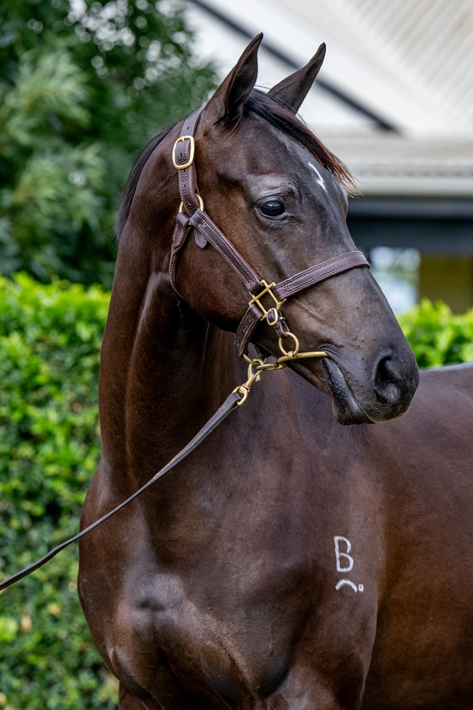 Better Than Ready (AUS) / Kennocha (AUS) 2024 Filly - Image 2