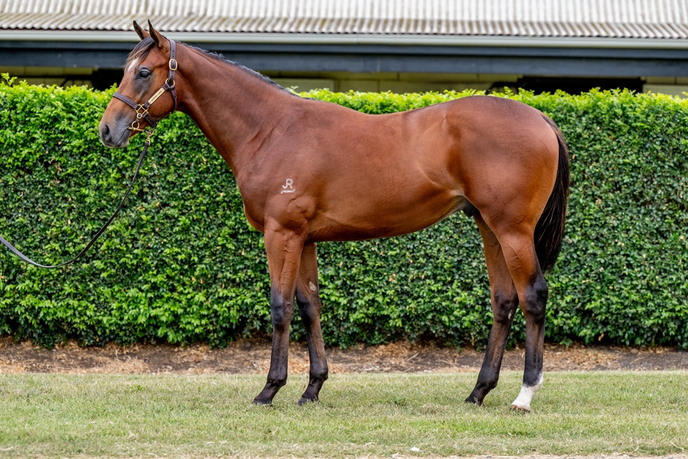 Alabama Express (AUS) / Lady Court (AUS) 2024 Colt - Image 1