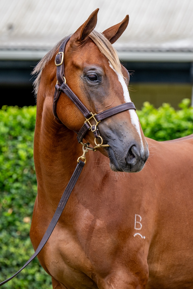 Stay Inside (AUS) / Lady Ashley (AUS) 2024 Filly - Image 2