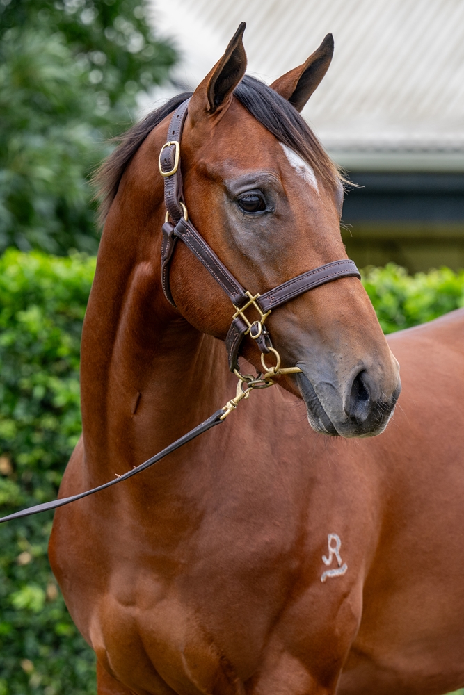 Alabama Express (AUS) / Lady Court (AUS) 2024 Colt - Image 2