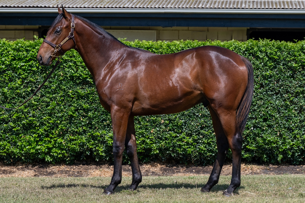 Farnan (AUS) / Lassie (AUS) 2024 Colt - Image 1