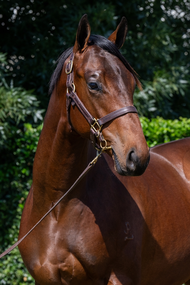 Farnan (AUS) / Lassie (AUS) 2024 Colt - Image 2
