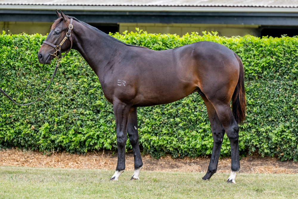Hellbent (AUS) / Lilyfield (AUS) 2024 Colt - Image 1