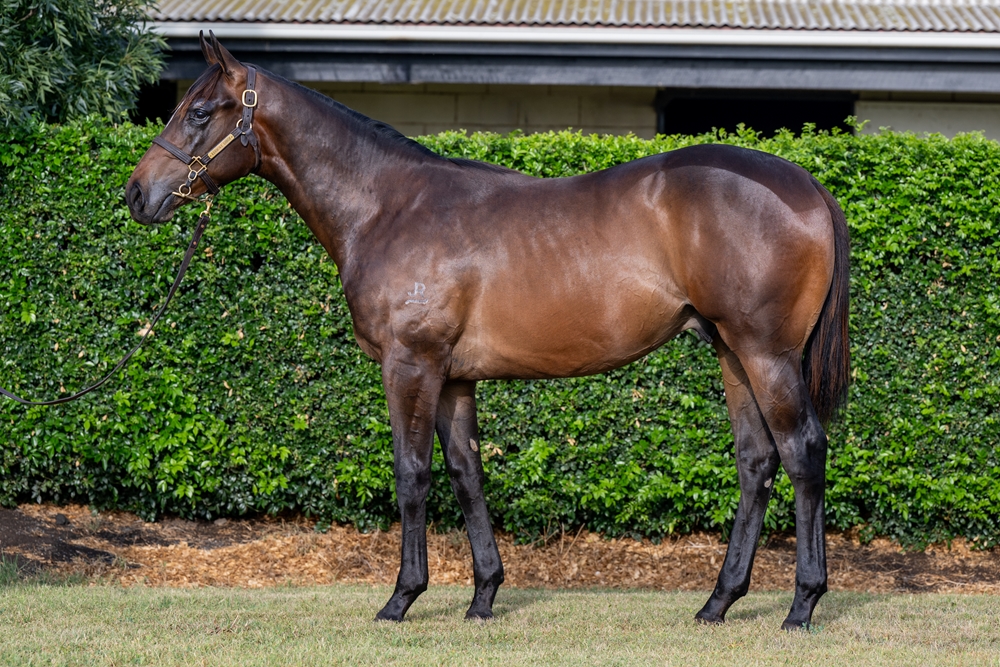 Tassort (AUS) / Lonely Hour (AUS) 2024 Colt - Image 1