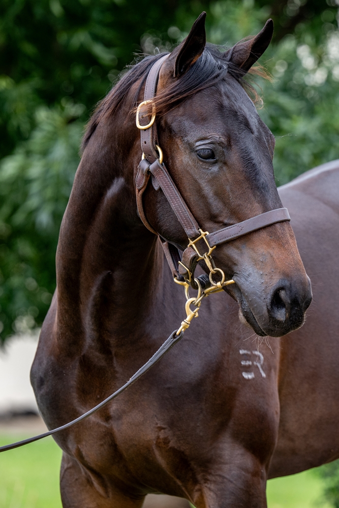 Hellbent (AUS) / Lilyfield (AUS) 2024 Colt - Image 2