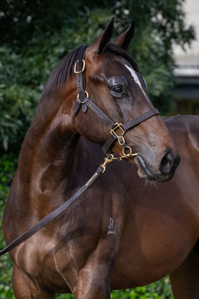 Tassort (AUS) / Lonely Hour (AUS) 2024 Colt - Image 2