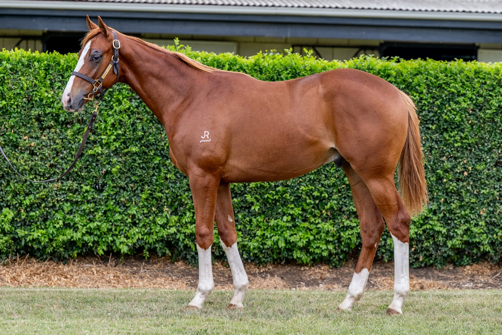 Admire Mars (JPN) / Lucky Helmet (AUS) 2024 Colt - Image 1