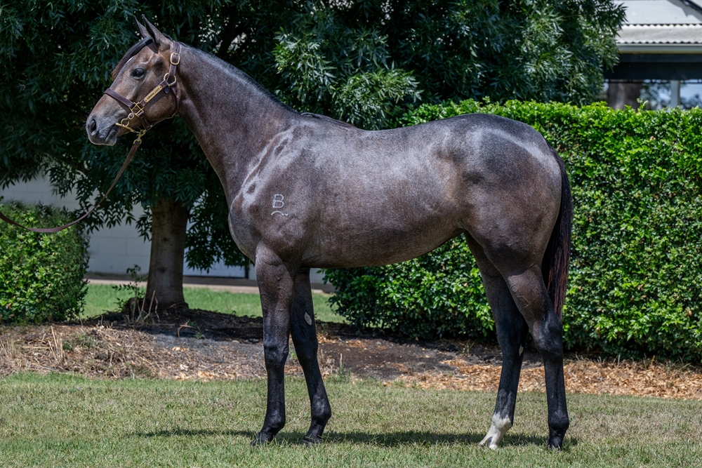 Stay Inside (AUS) / Meladia (NZ) 2024 Filly - Image 1