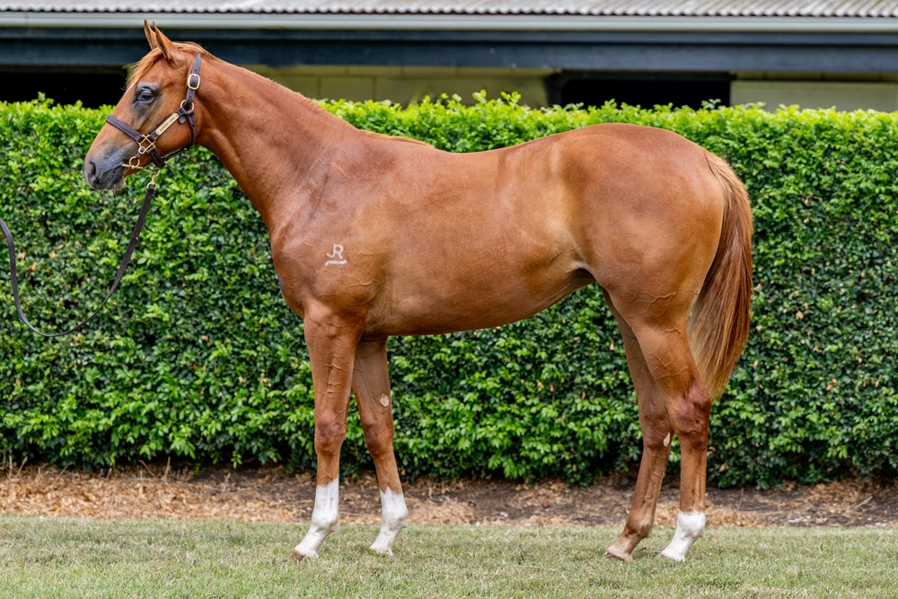 Russian Revolution (AUS) / Mezulla (NZ) 2024 Filly - Image 1