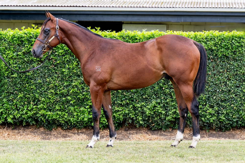 Home Affairs (AUS) / Miss Concorde (IRE) 2024 Colt - Image 1