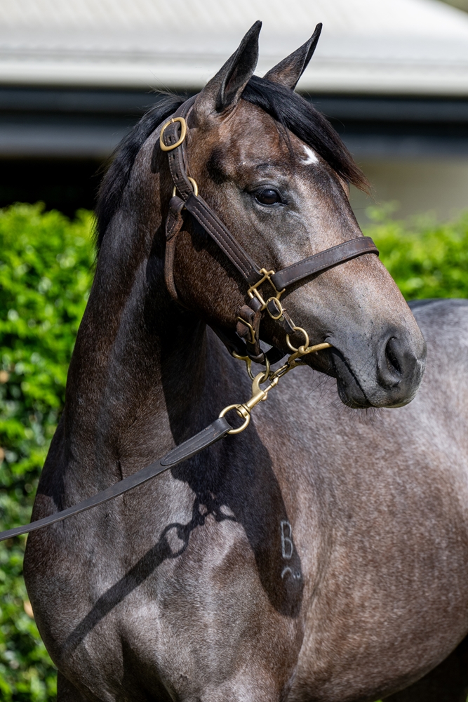 Stay Inside (AUS) / Meladia (NZ) 2024 Filly - Image 2