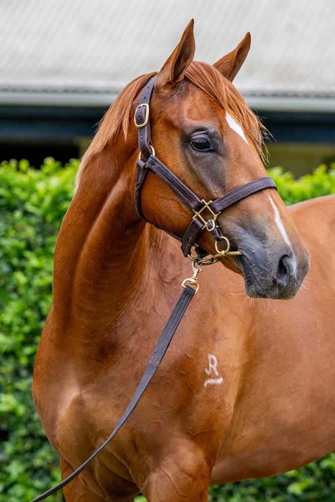 Russian Revolution (AUS) / Mezulla (NZ) 2024 Filly - Image 2