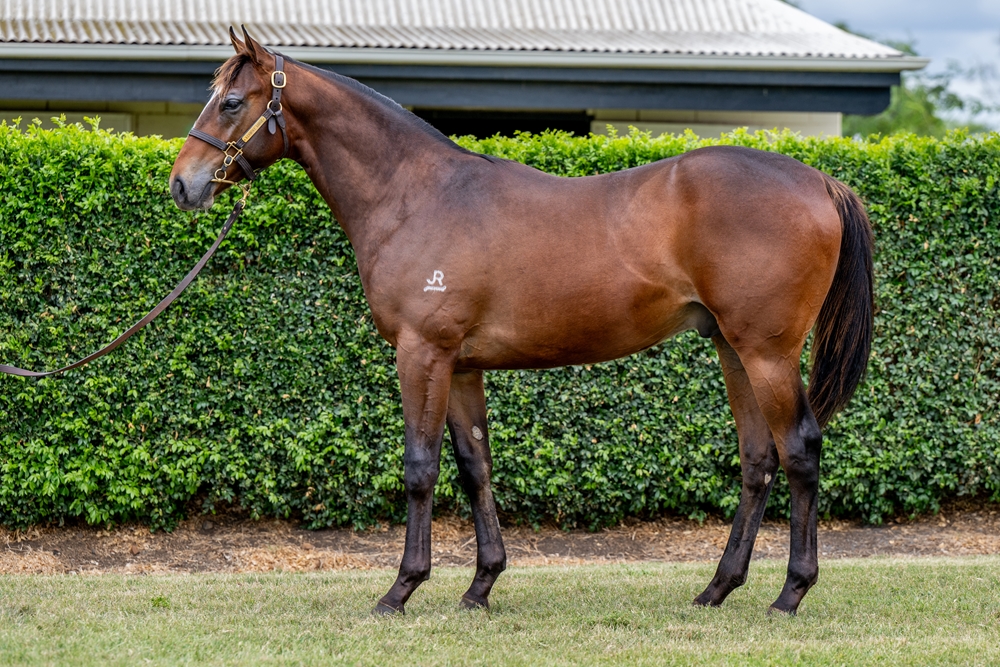 Snitzel (AUS) / Never Listen (AUS) 2024 Colt - Image 1