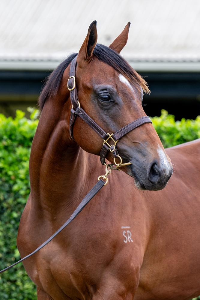 Home Affairs (AUS) / Miss Concorde (IRE) 2024 Colt - Image 2
